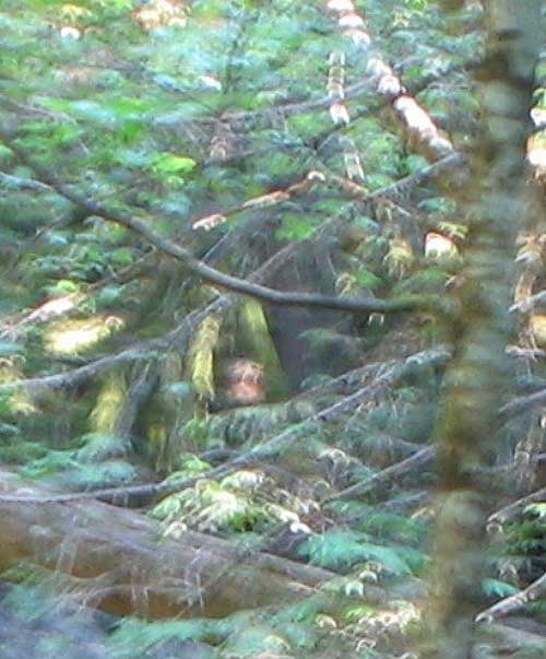 2-Bigfoot-In-Woods