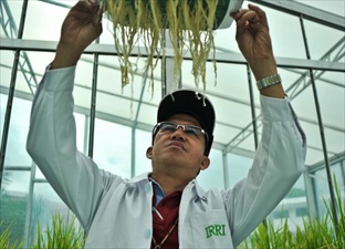 Rice-Gene-Digs-Deep-To-Triple-Yields-In-Drought